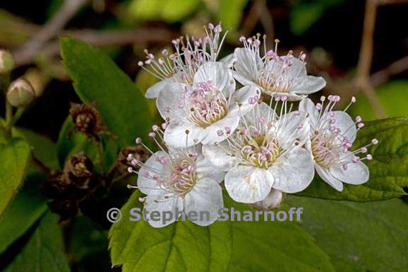 spiraea henryi 3 graphic